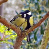 Pair Bonding