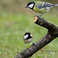 Coal Tit and Great Tit