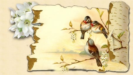 Spring Arrives - abstract, birds, sakura, aspen, cherry blossoms, apple blossoms, flowers, birch, bark