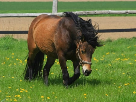 Very beautiful - horses