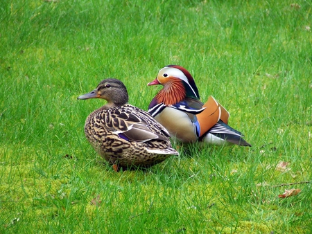 Duck and paroda - bird, duck, nature, paroda, grass