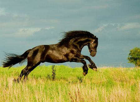 Beautiful Horse :)