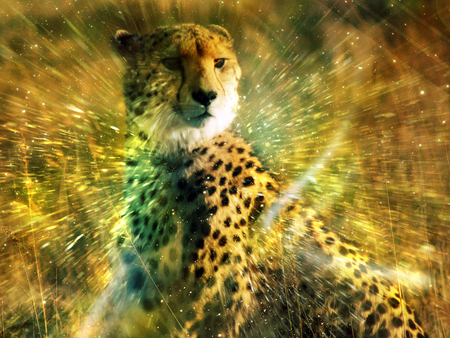 Glimpses of life - cheetah, water, feline, glimpses, wildlife