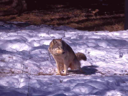 Wolf in Winter - in winter, picture, wolf, beautiful