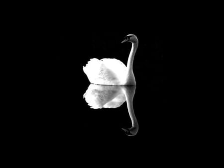 Swan - picture, swan, in dark, beautiful