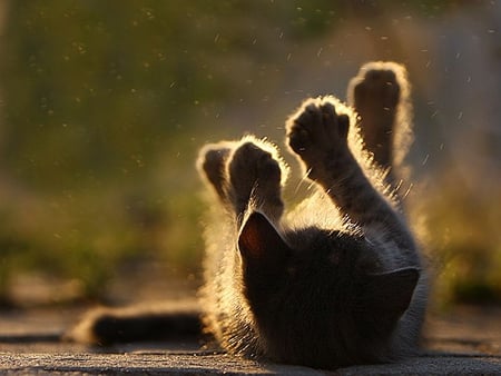 Cat in Rain - picture, in rain, cat, cool