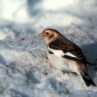 Cute Bird