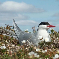 Bird in Nest