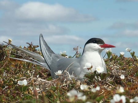 Bird in Nest - bird, in nest, picture, cool