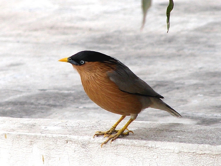 Beautiful Bird - picture, cool, bird, beautiful