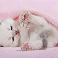 Playing kitty