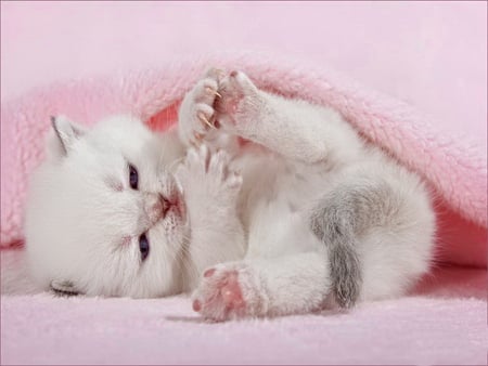 Playing kitty - adorable, cat, kitty, playing, kitten, white, pink, sweet, cute