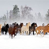 Horses at winter