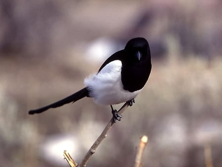 Black and White-Bird - picture, black and white, cool, bird