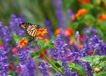 Orange juice - pretty, lovely, orange, flowers, nature, purple, red, green, juice, butterfly, nice