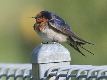 Little Bird - picture, cute, bird, little