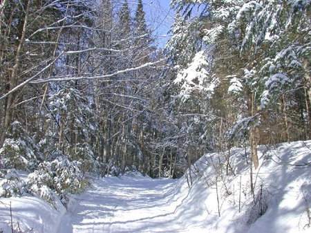 Snowshoes Excursion - trees, shoes, snow, light