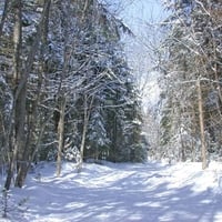 Snowshoes Excursion