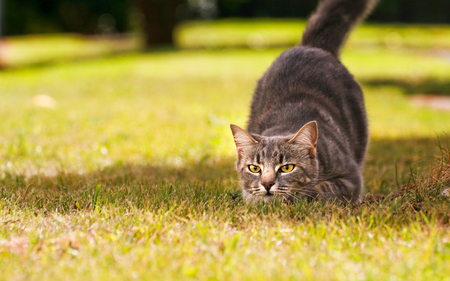 Hunter - hunter, nature, beautiful, cats, grass, cat, animals