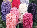 hyacinth