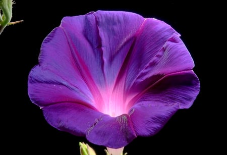 Purple   flower - nature, wallpapers, purple, flower