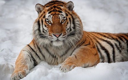 Royal Cat - gorgeous, predator, snow, tiger, cat