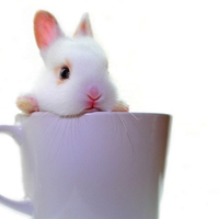 COFFEE BUNNY