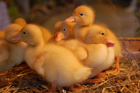 DUCKLINGS - easter, yellow, ducklings, fuzzy