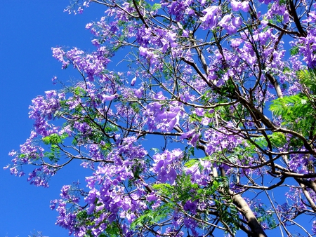 jacaranda - tree, jacaranda, nature, wallpapers