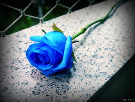 Just a blue rose - blue rose, nature, photography, rose, flower