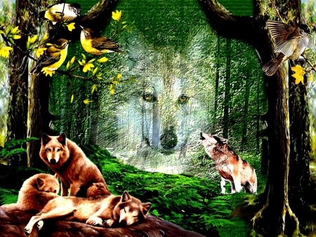 WOLF - forest, frame, wolf, 2012, backout0005, color