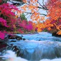 Trees beside the river