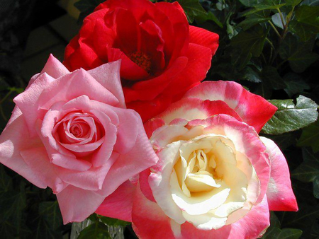 Triple Roses - nature, flowers, roses, photography