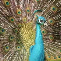 colourful peacock