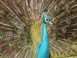 colourful peacock