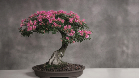 Beautiful Bonsai