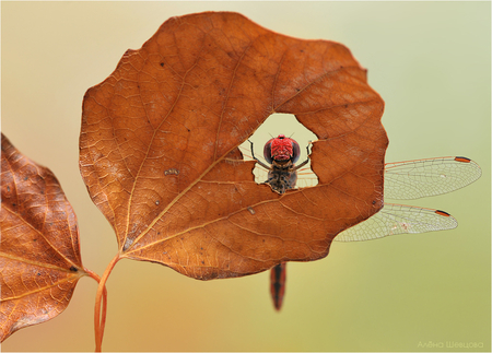 A Small Window - autumn, window, dragonfly, leaf, funny