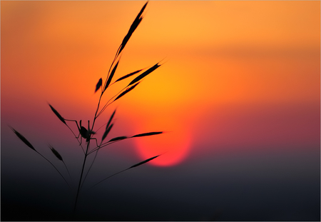 At the End of the Day... - silhouette, sun, red, weed, sunset, grasshopper