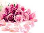 pink roses