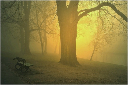 Foggy Dawn - lake, trees, sunlight, forest, bench, grass