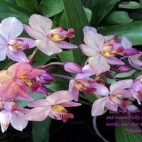 Ground orchids - verse (Psalms 139:14)