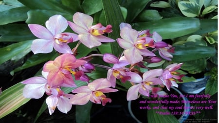 Ground orchids - verse (Psalms 139:14) - amable belleza, paradise, britney spears, hammock