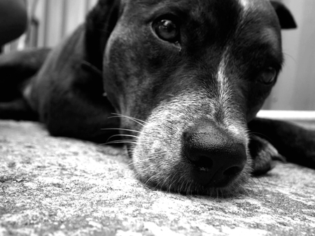 Lazy Day - lazy, dog, photography, photoshop, black and white, resting, cute