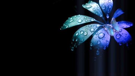 Dewdrops, Butterfly & Flower - abstract, fantasy, drips, photography, butterfly, dewdrops, flower