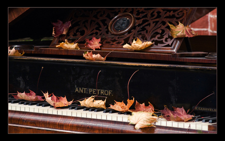 Piano - piano, music, petrof, leaf, concert