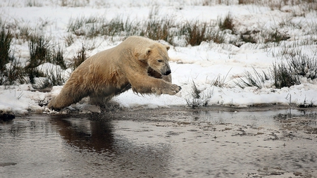 Winter Olympics - bear, ice, water, snow