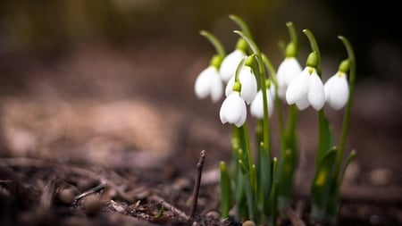 Spring Has Sprung - snowdrops, flowers, white, green