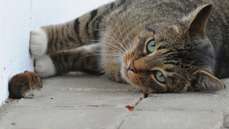 Gotcha! - eyes, mouse, paws, cat