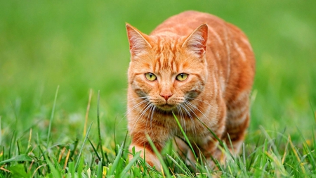 Doesn't Seem a Bit Like Thursday - tabby, grass, ginger, cat