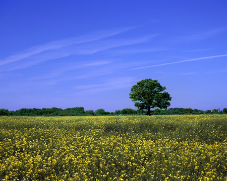 tree light delight - flowers, tree, clouds, grass